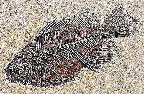 Prehistoric Fish Pictures and Profiles .
